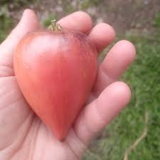 Afbeeldingsresultaat voor black oxheart tomato