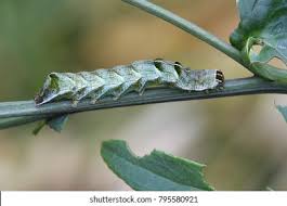 Attēlu rezultāti vaicājumam “Melanchra persicariae”