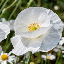 Image result for Papaver rhoeas 'Shirley'