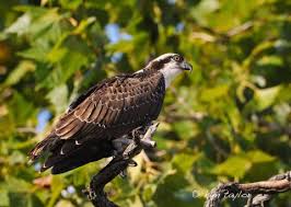 Image result for Pandion haliaetus