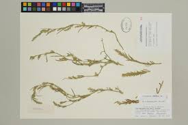 Attēlu rezultāti vaicājumam “Corispermum hyssopifolium fruit”