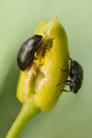 Attēlu rezultāti vaicājumam “Meligethes sp.”