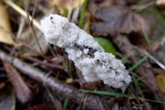 Attēlu rezultāti vaicājumam “Brefeldia maxima”