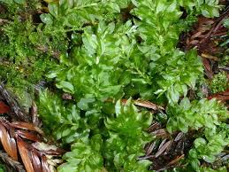 Attēlu rezultāti vaicājumam “Plagiomnium medium”