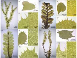 Attēlu rezultāti vaicājumam “Plagiochila”