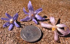 Attēlu rezultāti vaicājumam “Scilla luciliae”