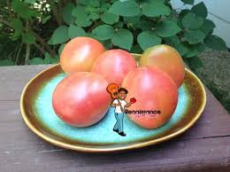 Afbeeldingsresultaat voor stump of the world tomato