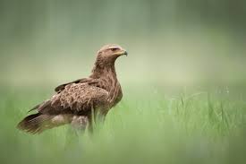 Attēlu rezultāti vaicājumam “Aquila pomarina”