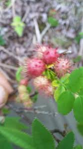 Attēlu rezultāti vaicājumam “Diplolepis bicolor”