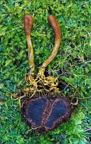 Attēlu rezultāti vaicājumam “Cordyceps ophioglossoides”