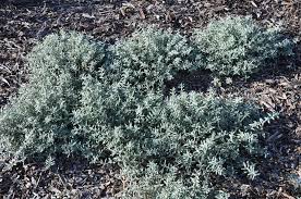Attēlu rezultāti vaicājumam “Helianthemum nummularium leaf”