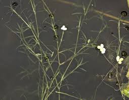 Attēlu rezultāti vaicājumam “Potamogeton trichoides”