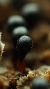 Attēlu rezultāti vaicājumam “Metatrichia sp.”