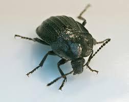 Attēlu rezultāti vaicājumam “Phosphuga atrata”