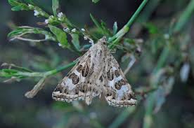 Attēlu rezultāti vaicājumam “Protoschinia scutosa”