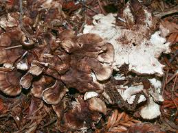 Attēlu rezultāti vaicājumam “Phellodon tomentosus”