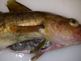 Image result for Arctogadus glacialis