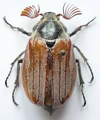 Attēlu rezultāti vaicājumam “Melolontha hippocastani”