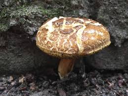 Attēlu rezultāti vaicājumam “Xerocomus chrysenteron”