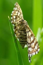 Attēlu rezultāti vaicājumam “Chiasmia clathrata”