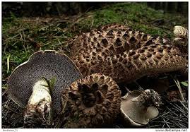 Attēlu rezultāti vaicājumam “Sarcodon imbricatum”