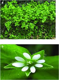 Attēlu rezultāti vaicājumam “Stellaria media flower”