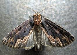 Attēlu rezultāti vaicājumam “Dypterygia scabriuscula”