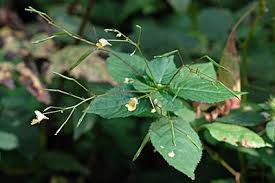 Attēlu rezultāti vaicājumam “Impatiens parviflora”