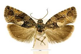 Attēlu rezultāti vaicājumam “Eudemis porphyrana”