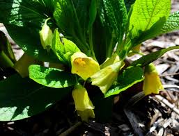 Attēlu rezultāti vaicājumam “Scopolia carniolica flower”