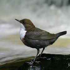 Attēlu rezultāti vaicājumam “Cinclus cinclus”