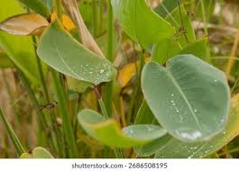 Attēlu rezultāti vaicājumam “Typha angustifolia  leaf”