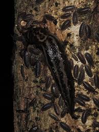 Attēlu rezultāti vaicājumam “Limax maximus”