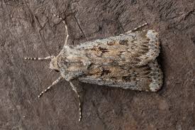 Attēlu rezultāti vaicājumam “Agrotis ripae larva”