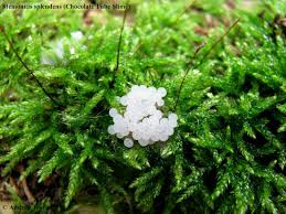Attēlu rezultāti vaicājumam “Stemonitis splendens macro”