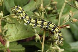 Attēlu rezultāti vaicājumam “Protoschinia scutosa”