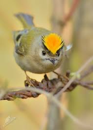 Attēlu rezultāti vaicājumam “Regulus regulus”