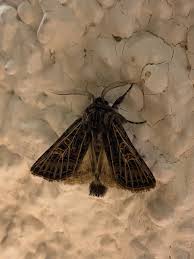 Attēlu rezultāti vaicājumam “Tholera decimalis male”