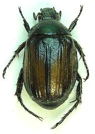 Attēlu rezultāti vaicājumam “Anomala dubia”