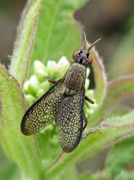 Attēlu rezultāti vaicājumam “Coremacera marginata”