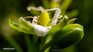 Attēlu rezultāti vaicājumam “Sedum acre bud”