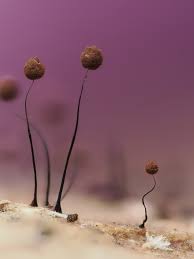 Attēlu rezultāti vaicājumam “Comatricha sp.”