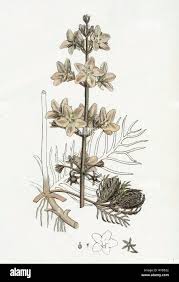 Attēlu rezultāti vaicājumam “Hottonia palustris leaf”