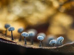 Attēlu rezultāti vaicājumam “Didymium nigripes macro”