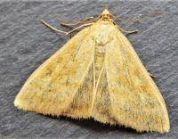 Attēlu rezultāti vaicājumam “Sitochroa verticalis”