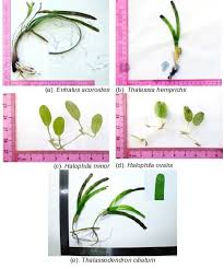 Attēlu rezultāti vaicājumam “Hydrocharitaceae”