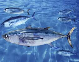 Image result for Thunnus alalunga