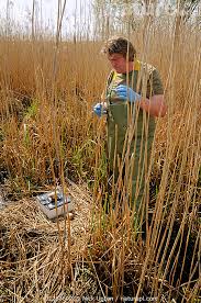 Attēlu rezultāti vaicājumam “Grus grus nest”