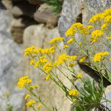 Image result for Alyssum saxatile