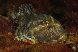 Image result for Myoxocephalus scorpius